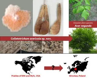 Nowy gatunek grzyba - Colletotrichum acericola, odkryty przez polską badaczkę