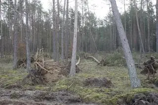 Zniszczenia w nadleśnictwie Świdwin