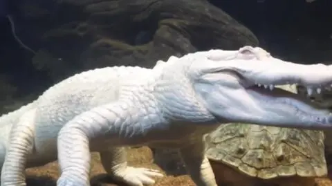 Aligator albinos świętuje swoje 30 urodziny