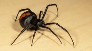 Pająk Latrodectus hasselti