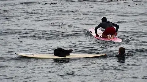 Wydry morskie kradną deski surfingowe