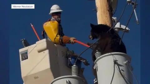 Niedźwiedź wdrapał się na słup energetyczny w Arizonie