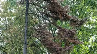 Zamierające drzewa iglaste w Arboretum