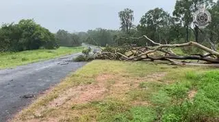 "Nie sądzę, żeby na jakimkolwiek drzewie pozostał choć jeden liść"