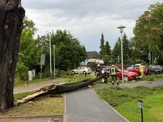 Drzewo spadło na samochód w Jeleniej Górze