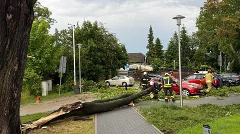 Drzewo spadło na samochód w Jeleniej Górze