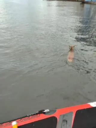 Sarna w basenie portowym w Kołobrzegu 