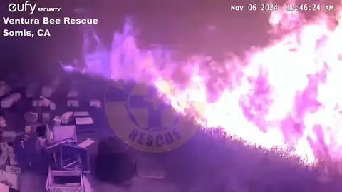 Szalał pożar, spłonęły miliony pszczół