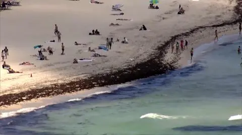 Gronorosty na plażach Florydy