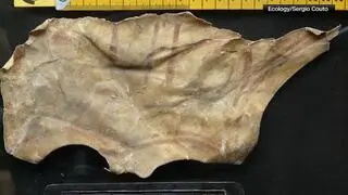 Odkryto w gniazdach fragment średniowiecznej skóry przypominający maskę