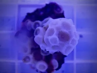 Koralowiec Astrangia poculata w stanie hibernacji w laboratorium 