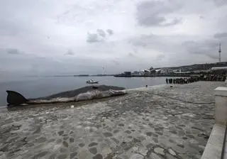 Instalacja przedstawiająca wyrzuconego na brzeg wieloryba autorstwa belgijskiego kolektywu artystycznego Captain Boomer podczas szczytu COP29 w Baku