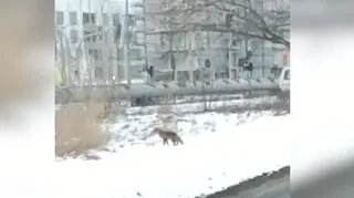 Lis polował, obok przejeżdżały samochody