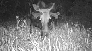 Ćmy obsiadły oczy łosia. Badacze wiedzą, dlaczego