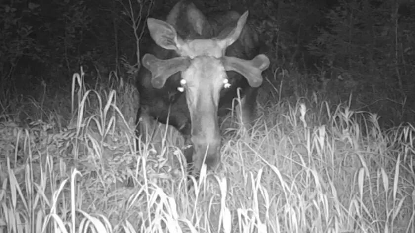 "Wyglądało to tak, jakby łoś miał drugą parę oczu"