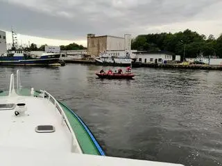Sarna wpadła do basenu portowego w Kołobrzegu 