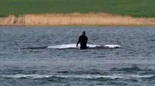 Kolejna próba ratowania Timmy'ego. Jest nowy plan