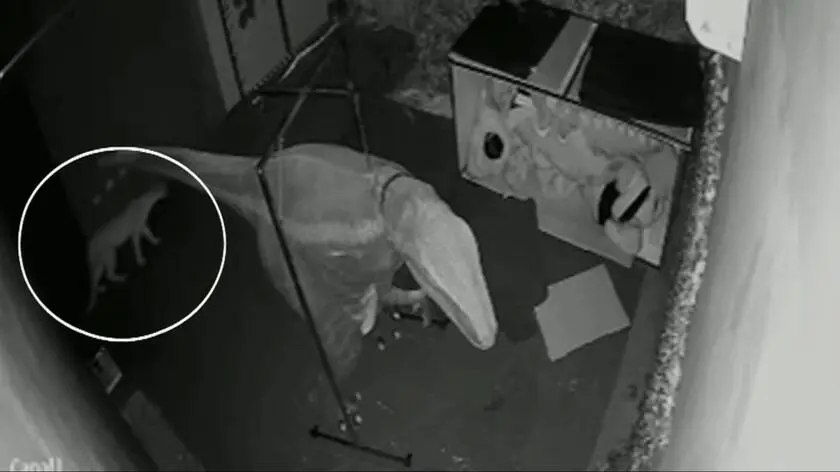 Puma weszła do restauracji. Widać to na nagraniu