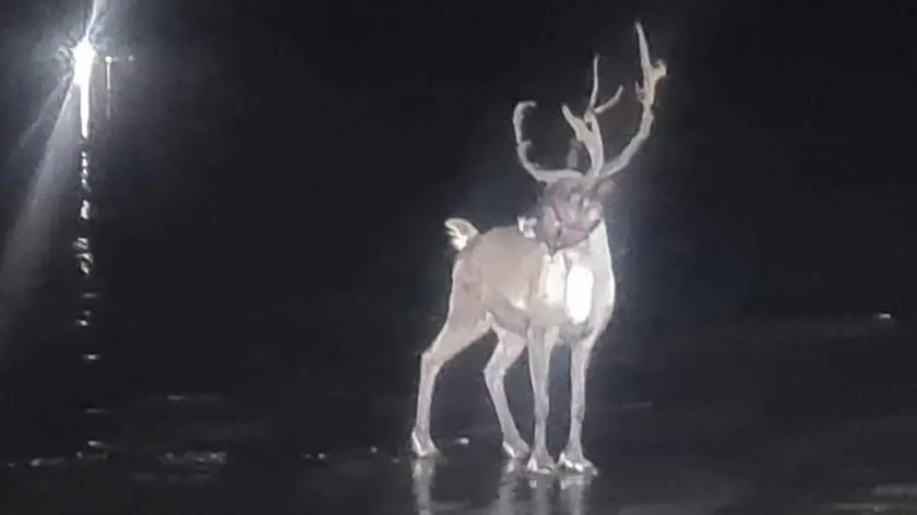 Wielka Brytania. Renifer uciekł ze świątecznego wydarzenia