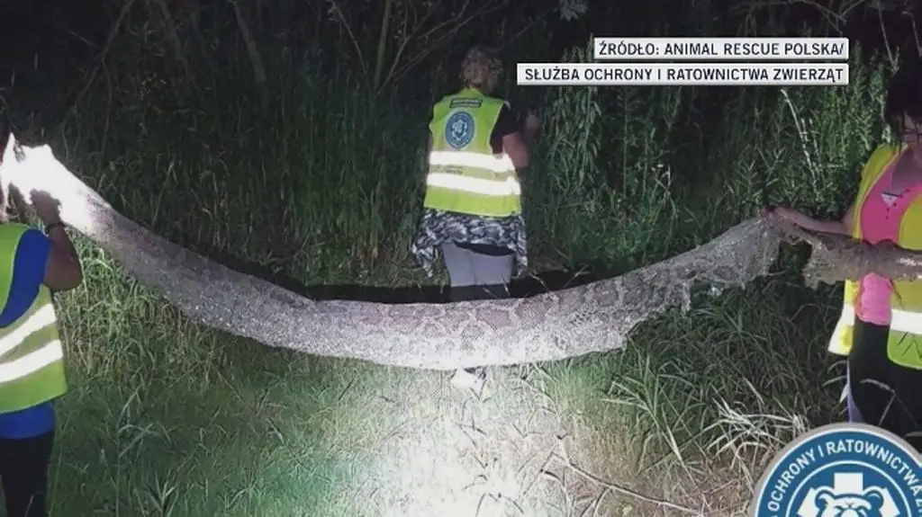 Wciąż trwa poszukiwanie pytona pod Warszawą