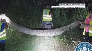 Wciąż trwa poszukiwanie pytona pod Warszawą