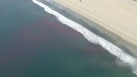 Różowa woda w oceanie przy brzegu Santa Monica w Kalifornii 