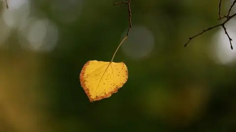 Jesień, spadające liście, pochmurno, pogodnie