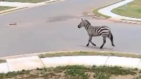 Zebra Ed w Tennessee
