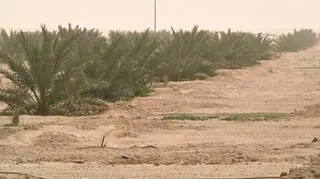 Najsuchszy rok od ponad dziewięciu dekad. Rolnictwo znalazło się w kryzysie