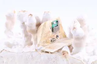 Płytka elektroniczna wytworzona z grzybni