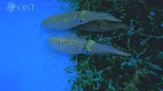 Kałamarnice z gatunku Sepioteuthis lessoniana sp.2