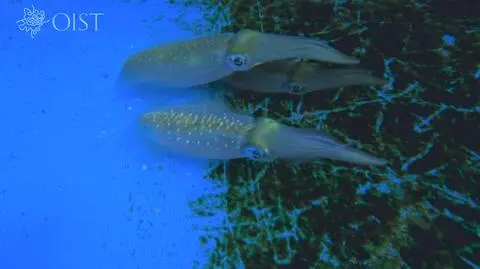 Kałamarnice z gatunku Sepioteuthis lessoniana sp.2