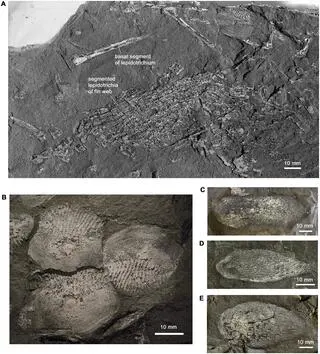 Pozostałości gigantycznej prehistorycznej ryby