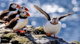 Ile plastiku zabija zwierzęta morskie? Mniej niż myślano