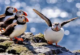 Ile plastiku zabija zwierzęta morskie? Mniej niż myślano