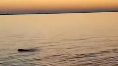 Mniszka śródziemnomorska 