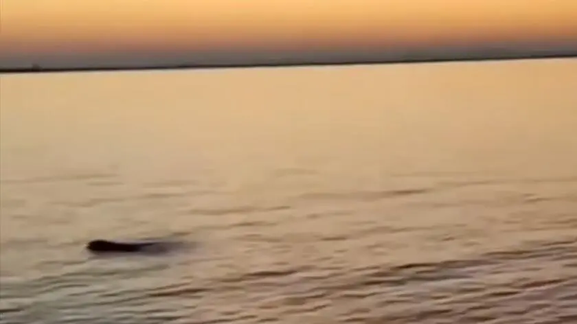 Wenecja. Najpierw był delfin, teraz pojawiła się tam mniszka śródziemnomorska