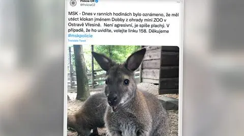 Kangur Zgredek uciekł z minizoo. "Nie jest agresywny, tylko raczej nieśmiały"