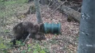 Niedźwiedź z cylindrem na głowie