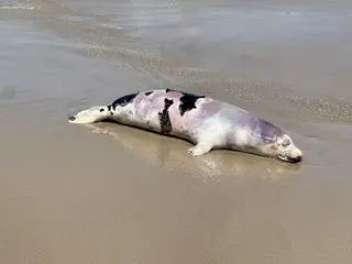 Martwa foka na plaży w Sarbinowie