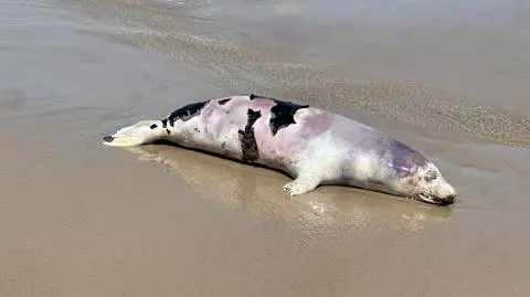 Martwa foka na plaży w Sarbinowie