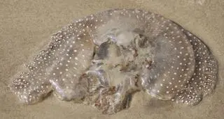 Meduza Phyllorhiza punctata