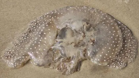 Meduza Phyllorhiza punctata