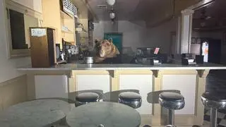 Niedźwiedź za ladą