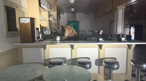 Niedźwiedź za ladą