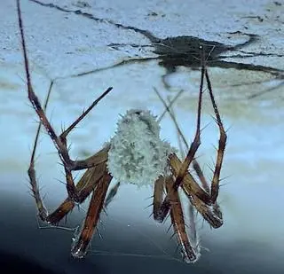 Grzyb Gibellula attenboroughii porastający czaika jaskiniowego (Metellina merianae)