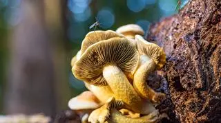 Maślanka wiązkowa (Hypholoma fasciculare)