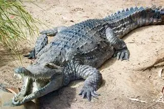 Australijski krokodyl słodkowodny (zdjęcie ilustracyjne)