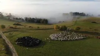 Łączenie się owiec podczas redyku
