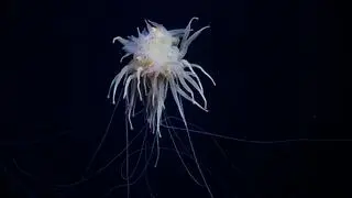 "Potwór spaghetti" sfotografowany przez naukowców